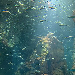 Japanese Sardine and Japanese Anchovy