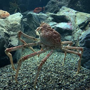 Japanese Giant Spider Crab