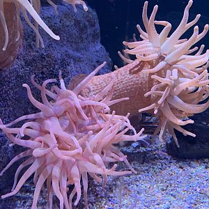 Plumose Sea Anemone