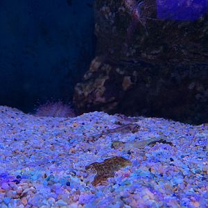 Arctic Alligatorfish