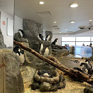 Southern Rockhopper Penguin Exhibit