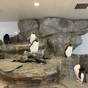 Southern Rockhopper Penguin