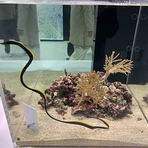 Ribbon Moray
