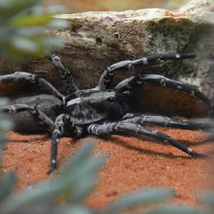 Deserta Grande wolf spider (Hogna ingens)