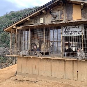 Japanese Macaque