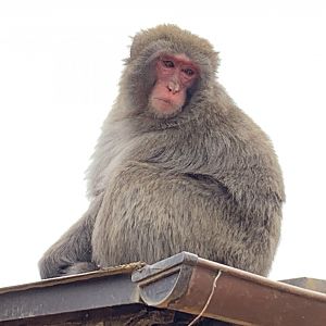 Japanese Macaque