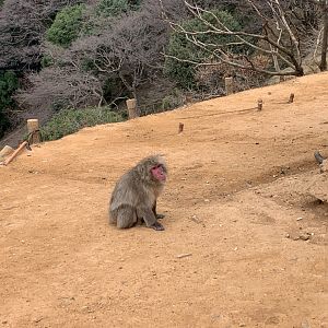 Japanese Macaque