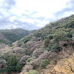 Arashiyama Monkey Park