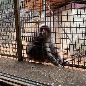 Japanese Macaque