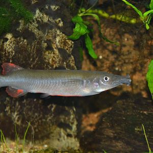 Orange-finned halfbeak (Nomorhamphus ebrardtii)