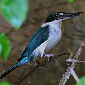Collared kingfisher (Todiramphus chloris)