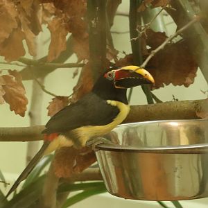Green aracari (Pteroglossus viridis) in the Amazon house