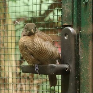 King bird-of-paradise (Cicinnurus regius) in the Island treasures