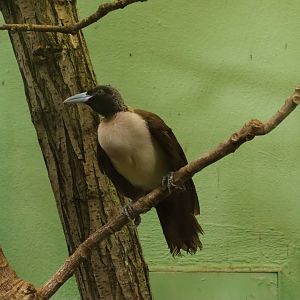 Lesser bird-of-paradise (Paradisaea minor) in the Island treasures