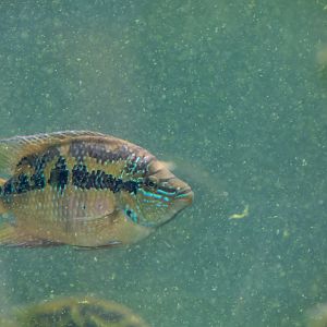Salvin's Cichlid (Cichlasoma salvini)