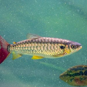 Pink-tailed Chalceus (Chalceus macrolepidotus)