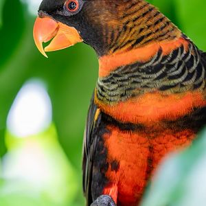Dusky Lory (Pseudeos fuscata)