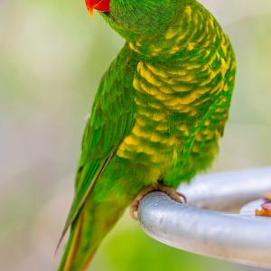 Scaly-breasted Lorikeet (Trichoglossus chlorolepidotus)