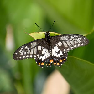 Dainty Swallowtail