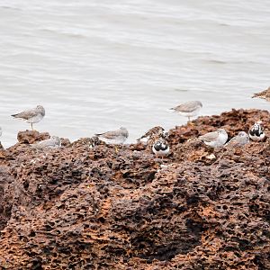 Ruddy Turnstones and Grey-tailed Tattlers