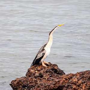 Australasian Darter