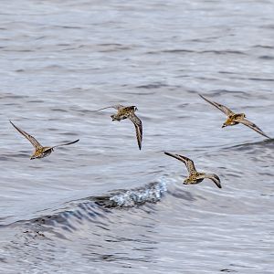 Pacific Golden Plovers