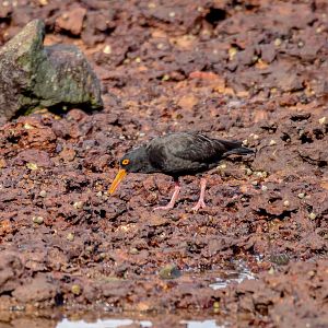 Sooty Oystercatcher