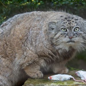 Pallas's cat (m), CWP, UK