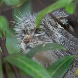 Pallas's cat (f), CWP, UK