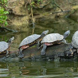 Red eared sliders, CWP, UK