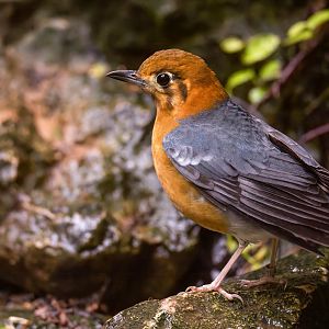 Orange headed ground thrush, CWP, UK