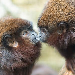Coppery titi monkeys, CWP, UK