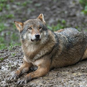 Eurasian grey wolf, CWP, UK