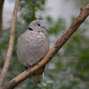 Damaraland turtle dove (Streptopelia capicola damarensis)
