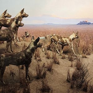 African Wild Dogs