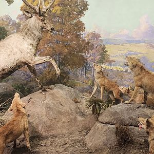 Dholes hunting Sambar