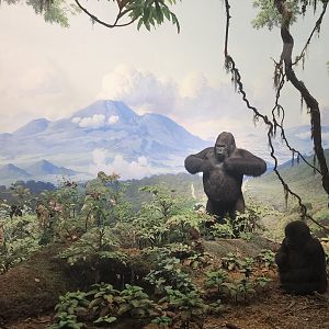 Mountain Gorillas