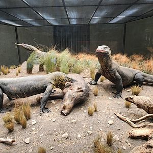 Komodo Dragons