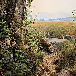 Leopard hunting Bush Pig