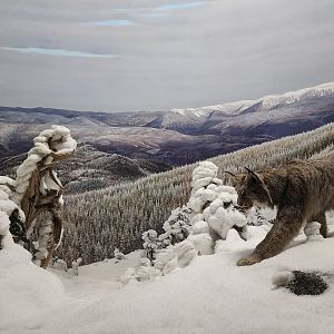 Canada Lynx