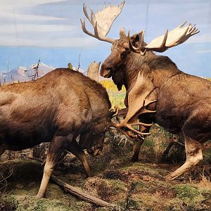 Alaskan Moose