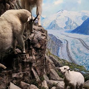 Mountain Goats