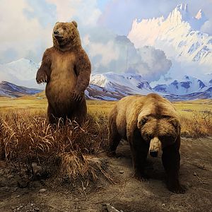 Alaskan Brown Bears