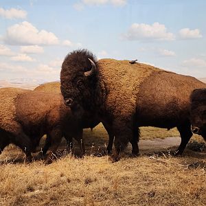 American Bison