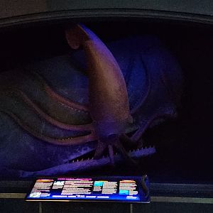 Sperm Whale and Giant Squid