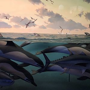 Common Dolphins and Tuna