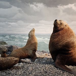 Northern Sea Lions