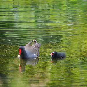 Wild Eurasian common moorhens (Gallinula chloropus chloropus), 2023-07-18