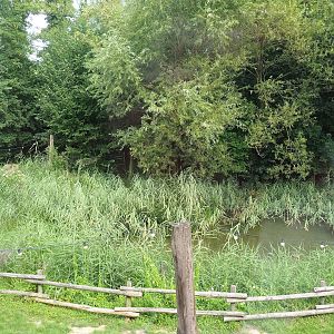 Native wildlife pond and reed bed, 2023-07-18