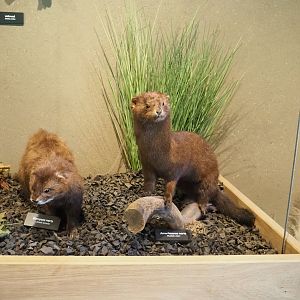 European mink and American mink taxidermy specimens, 2023-07-18